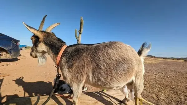 Goats and sheep at the Earthship Journey farm